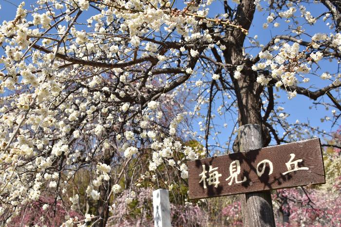 梅見の丘の梅が咲きみだれる様子