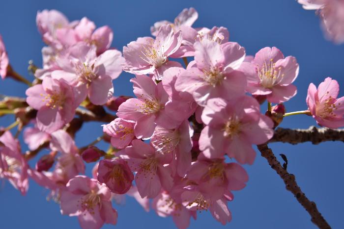 満開の河津桜