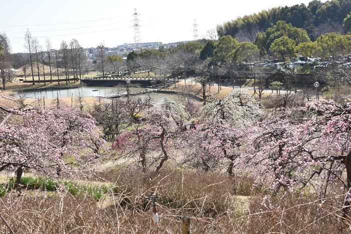 梅見の丘から眺める於大公園