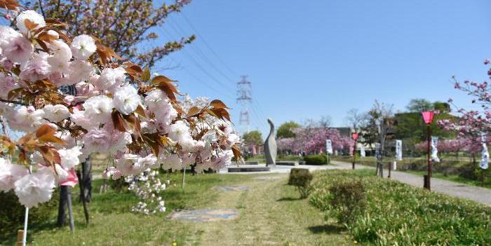 再会広場の桜