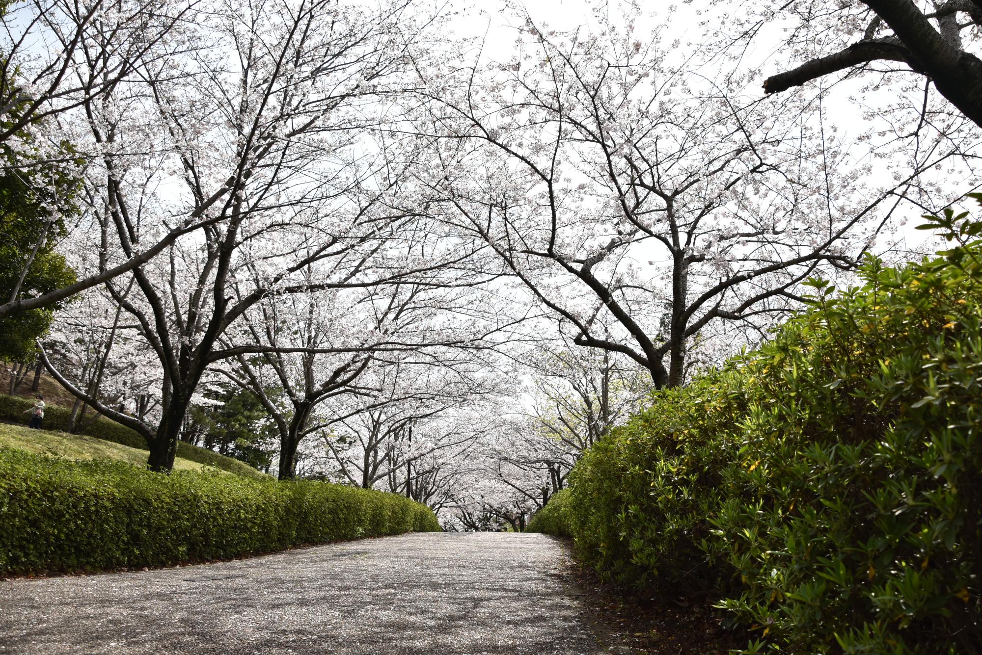 於大公園桜