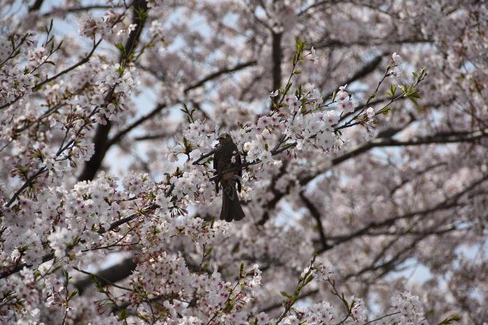 桜と鳥