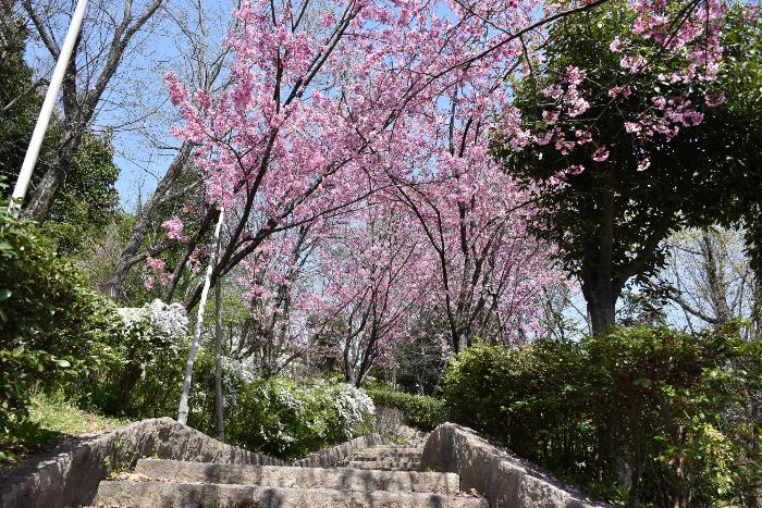 階段を覆う桜