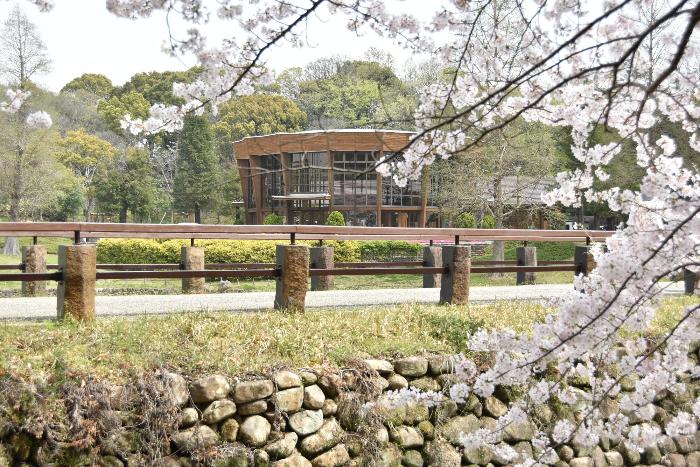 このはな館と桜