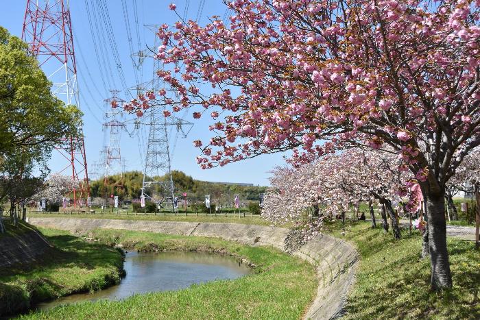 明徳寺川と八重桜