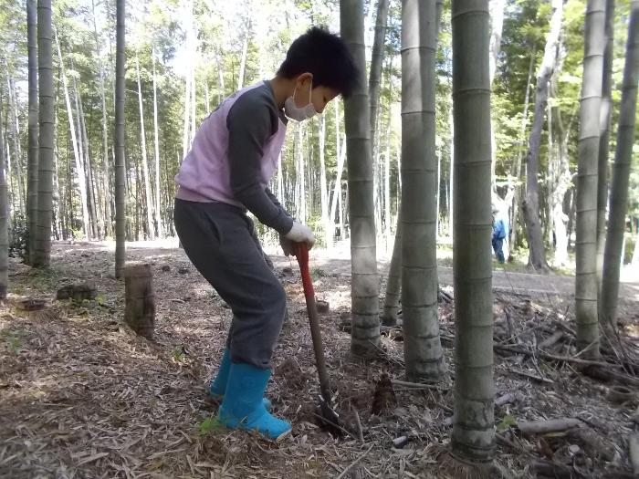 狙った竹の子をしゃべるで掘る様子