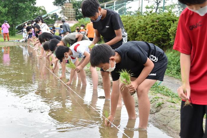 一列になって田植えをする様子