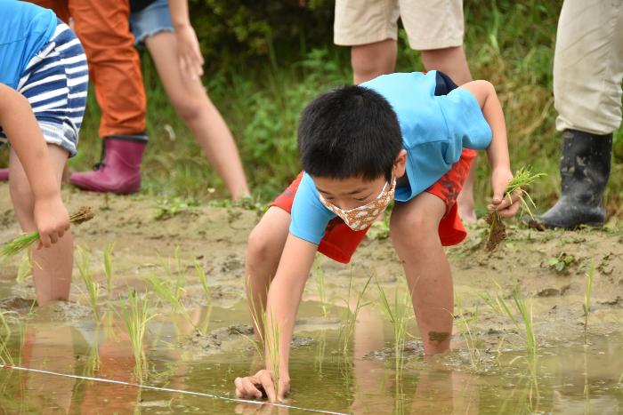 姿勢を低くして、田植えをする児童