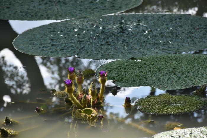 オニバスの花