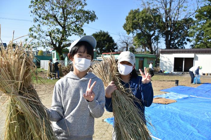 乾燥させた稲を運んでいる様子