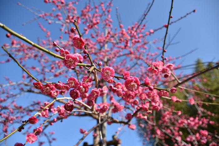 紅梅の様子