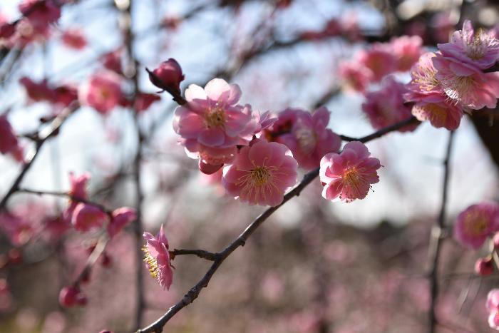 開花し始めた梅の花