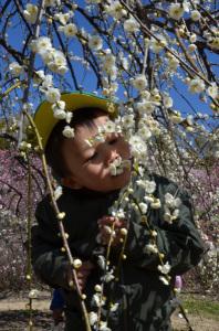 梅の香りを楽しむ園児