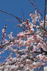 8分咲きほどの梅、つぼみも見えます