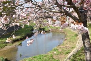 明徳寺と八重桜