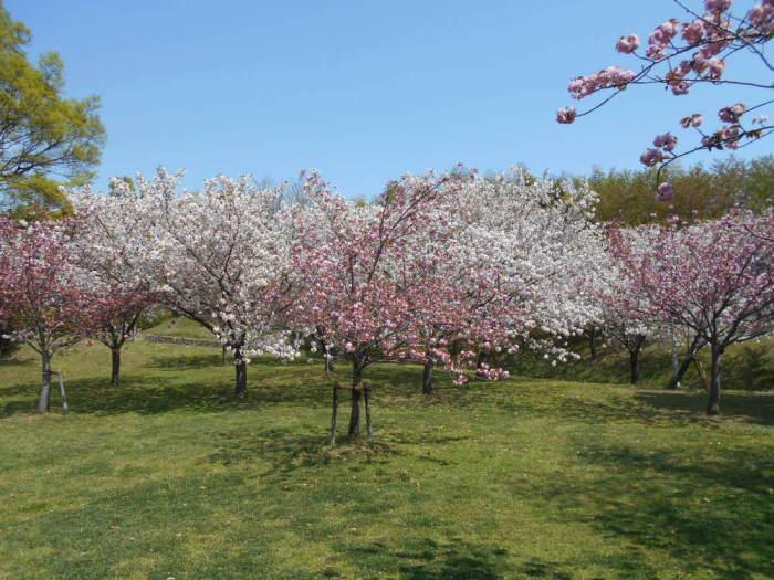 桜見の丘の八重桜が満開