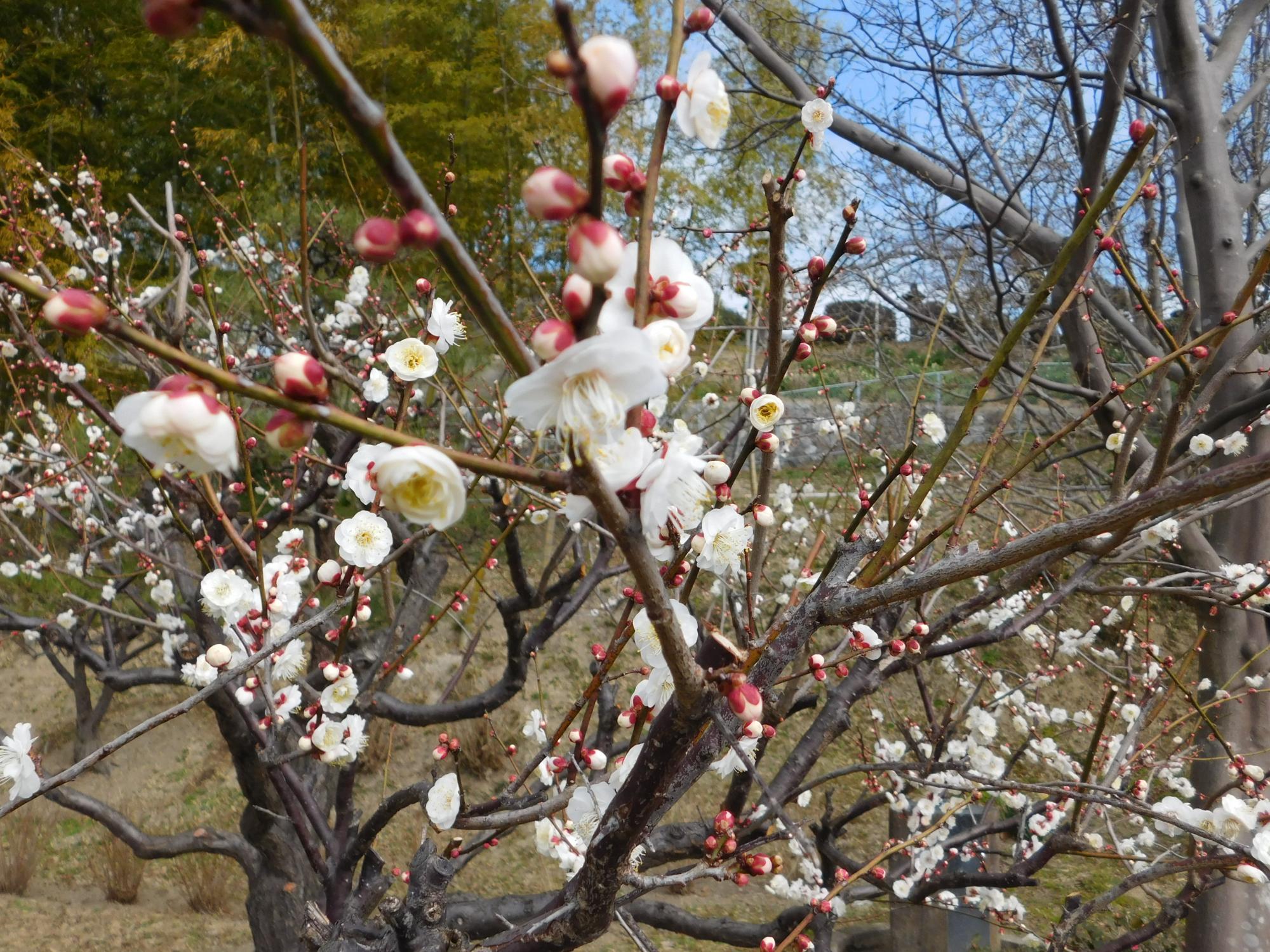 こちらは、待合小屋の少し南の沿道沿いの花梅の木で、花が見頃となっています。