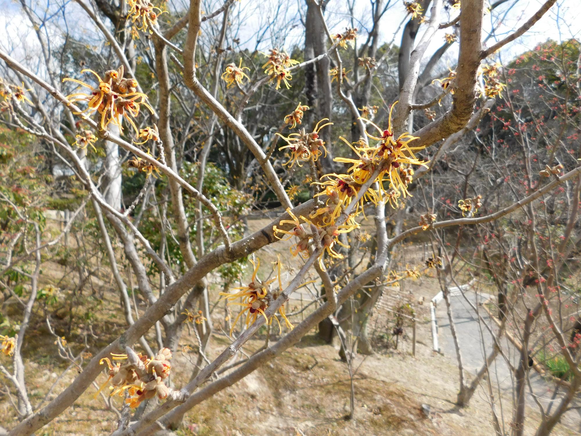 薬草園の中段にあるマンサクの木に黄色い花が咲きました。落葉期に咲くため花がよく目立ちます。