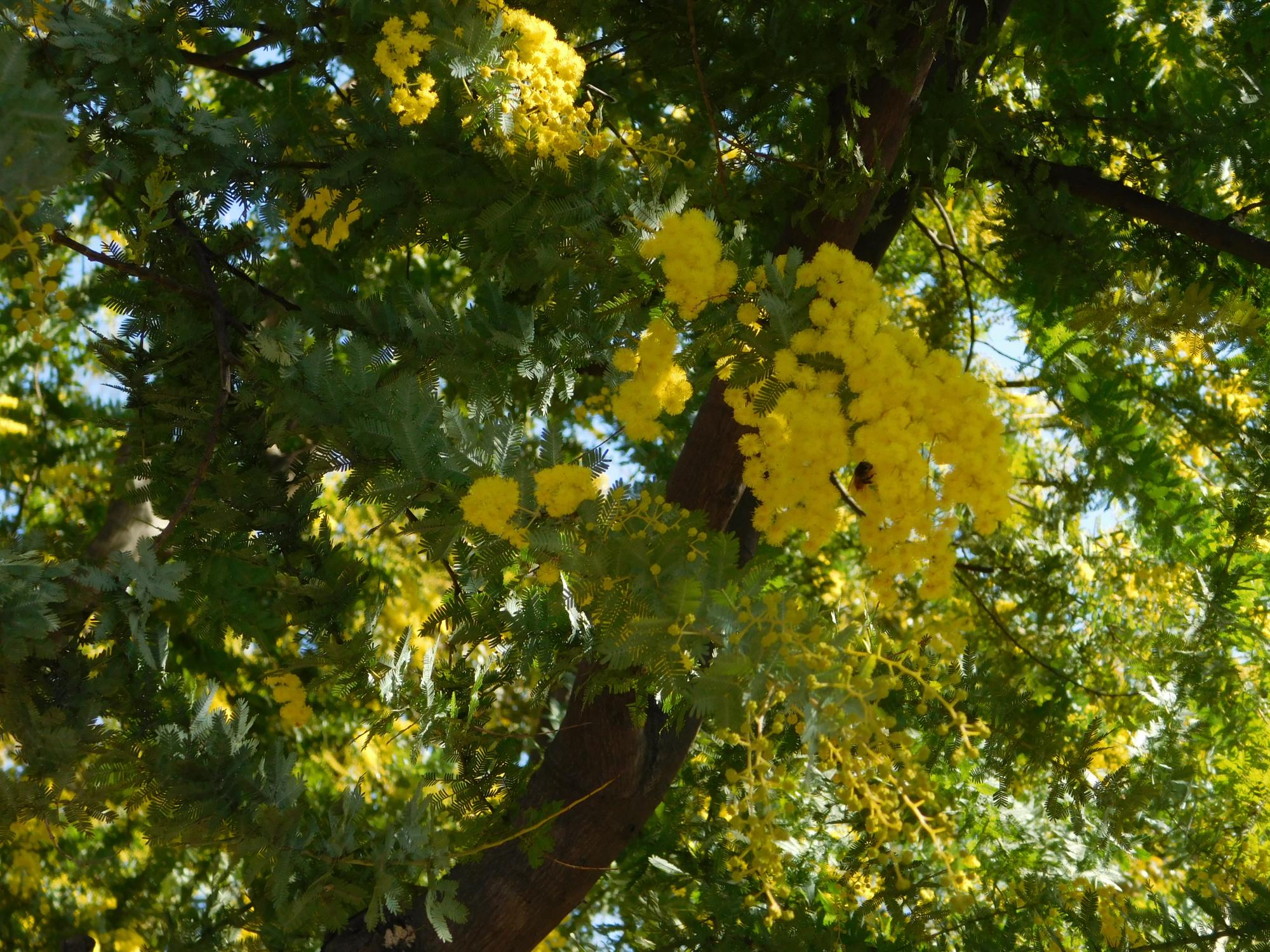 薬草園にあるミモザの鮮やかな黄色の花です。小さく丸い花が集まって咲いていますよ。