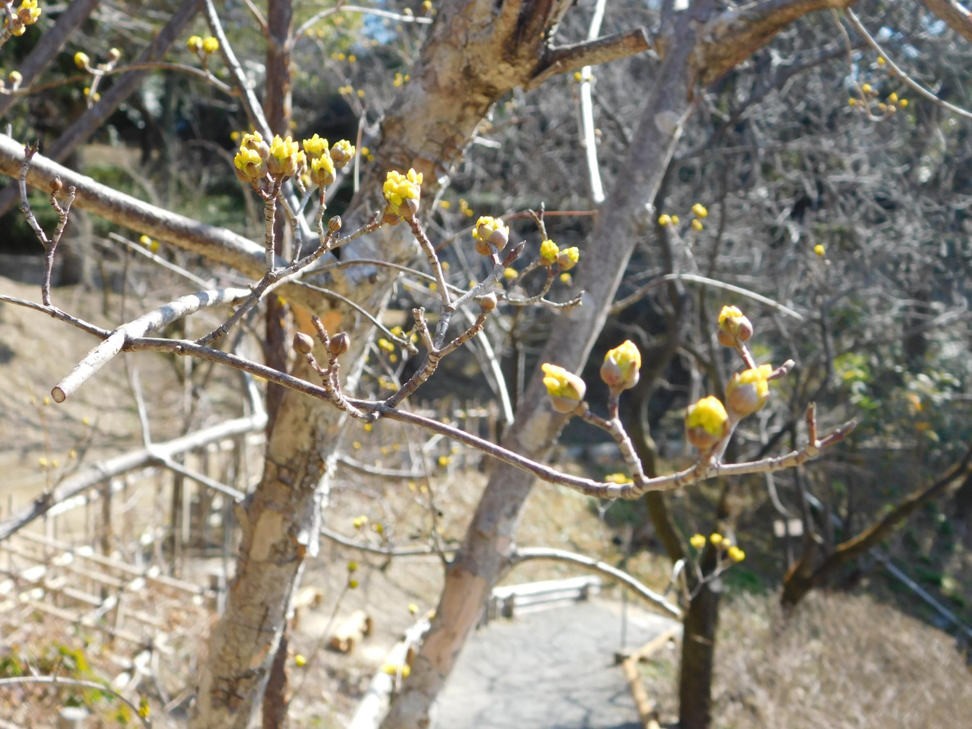 薬草園の中段にあるサンシュユが黄色い花をつけています。葉が開くより先に開花します。