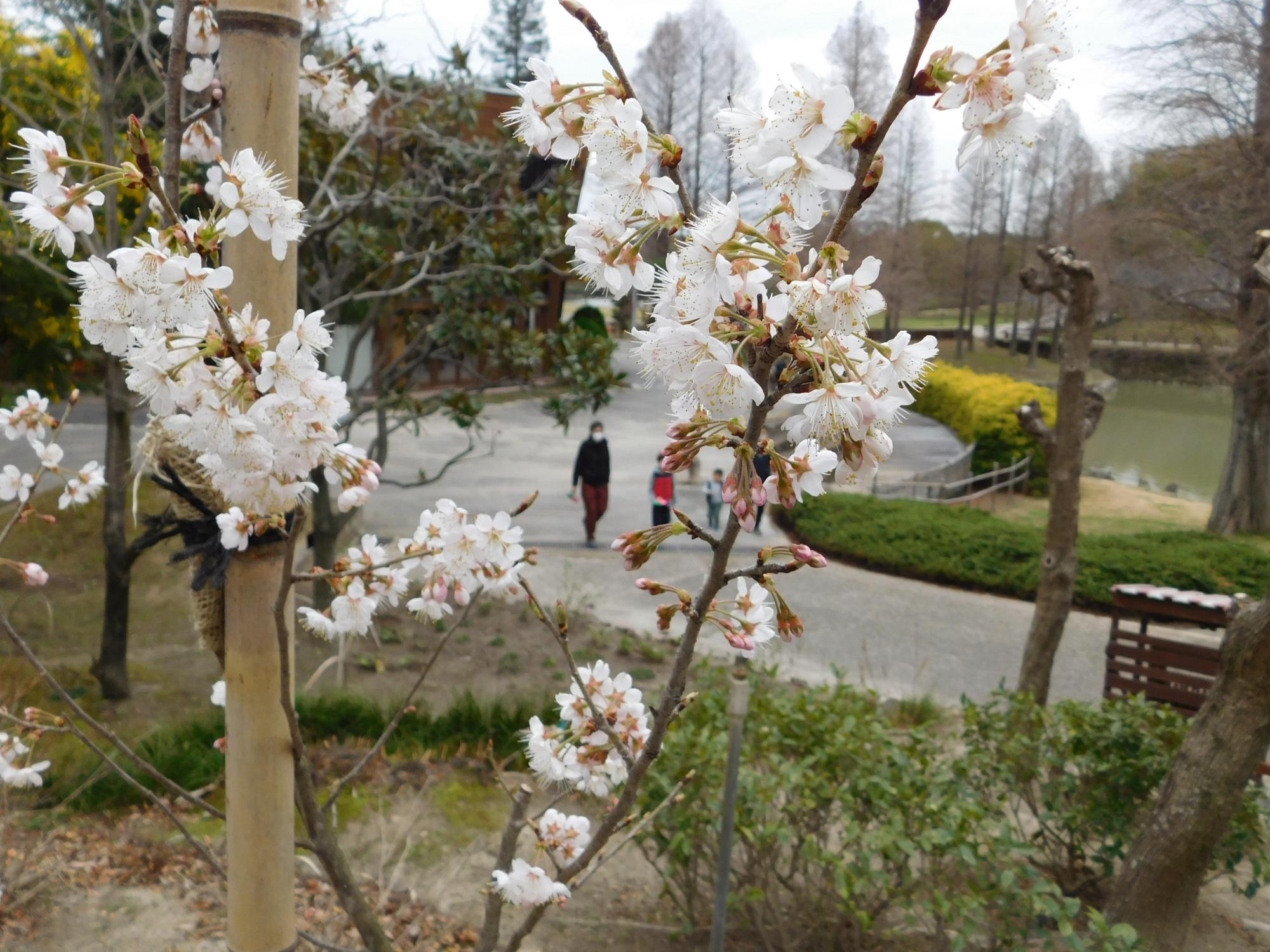 薬草園のセイヨウミザクラ(西洋実桜)の花です。