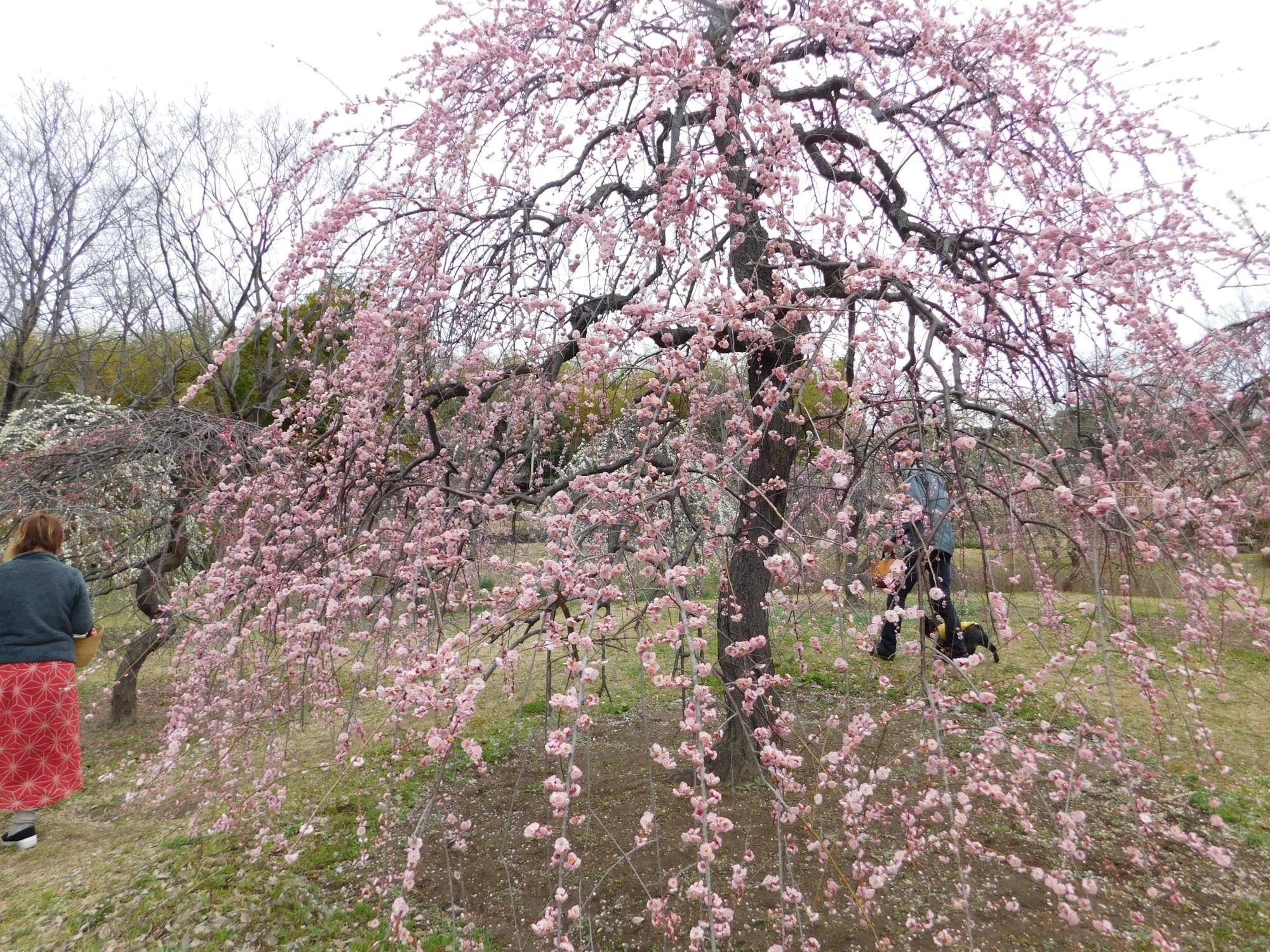 梅見の丘の梅の花も見頃になってから、2週間程が経過しました。この日も多くの人が花と香りを楽しまれていました。