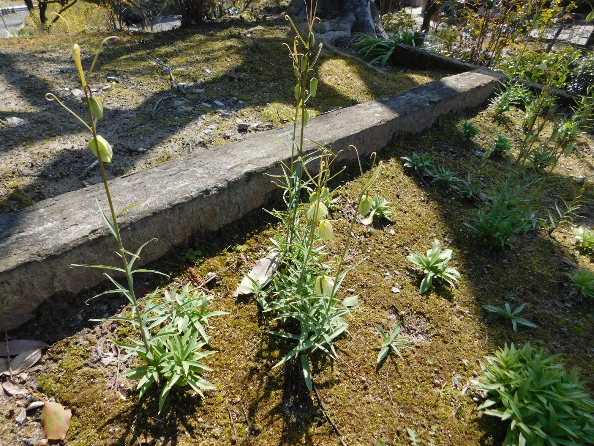 薬草園の上段にあるアミガサユリの花です。草丈は、30cm程です。