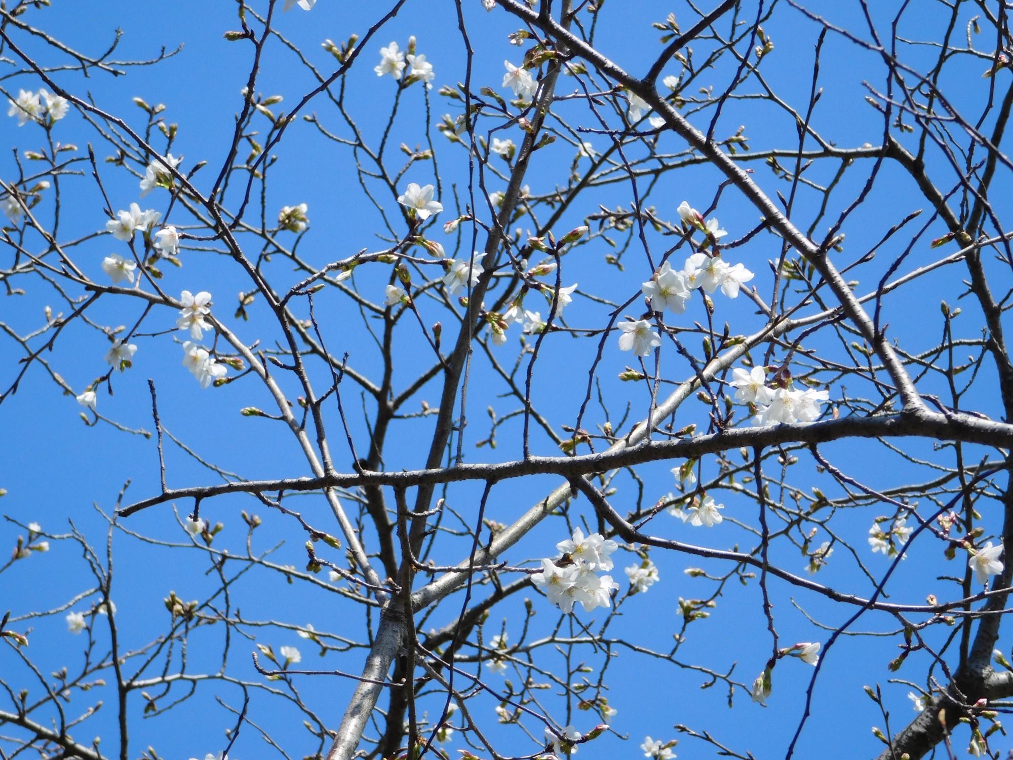 プレーパーク近くの沿道沿いのオオシマザクラです。花が咲いたのは、まだ1本のみですがこれから咲いてきます。花は白です。