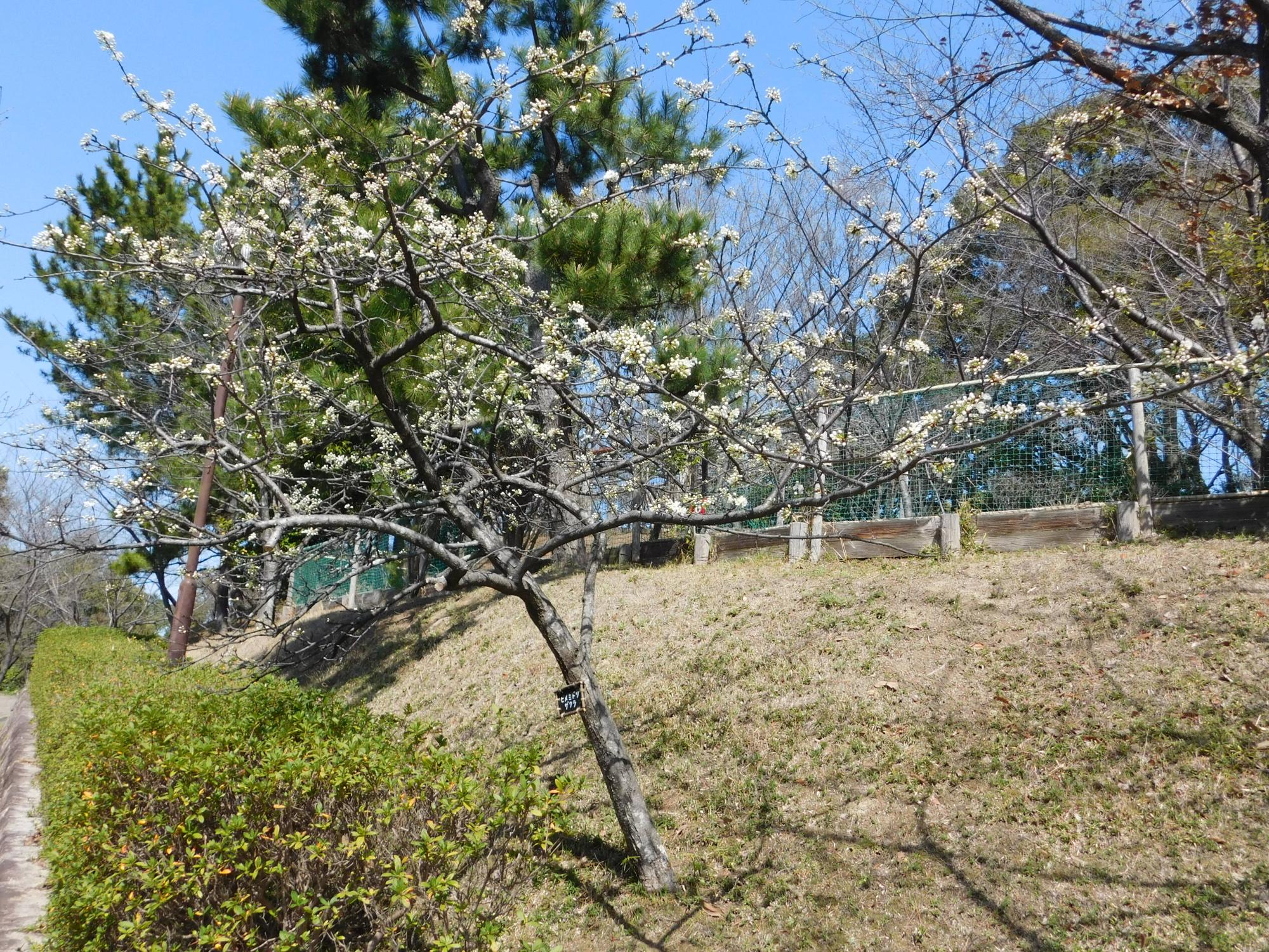 東出入口途中の沿道沿いのヒメミドリザクラが咲き始めています。
