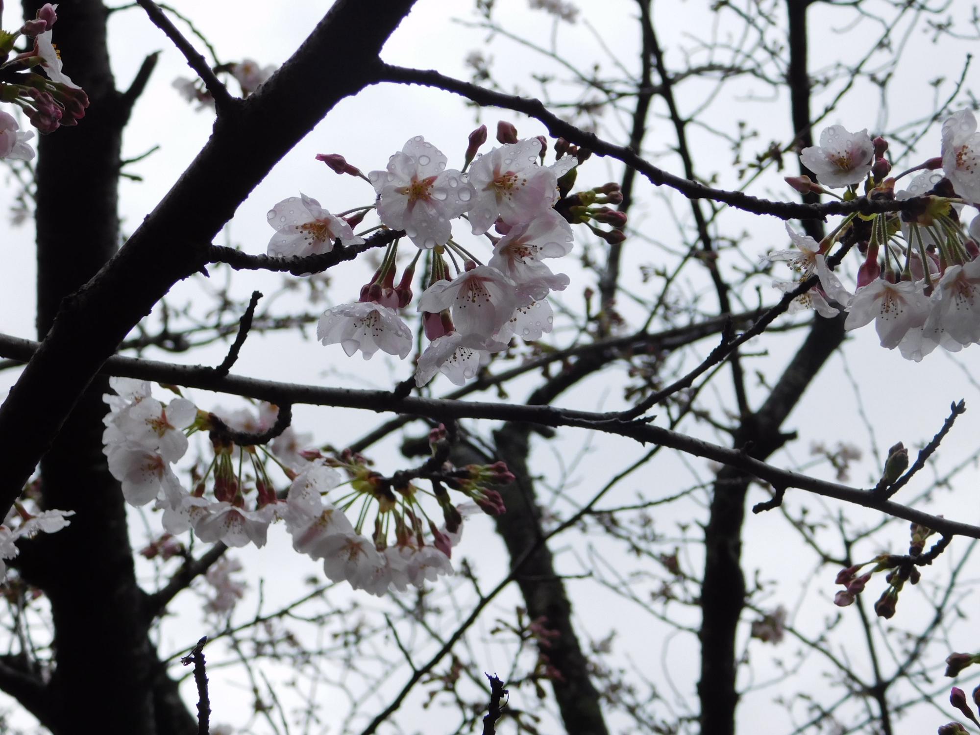 東出入口から園内に入る沿道沿いには、満開になると桜のトンネルができるソメイヨシノがあります。今は1～2分咲き程の状況ですが、今週末には見頃となりそうです。