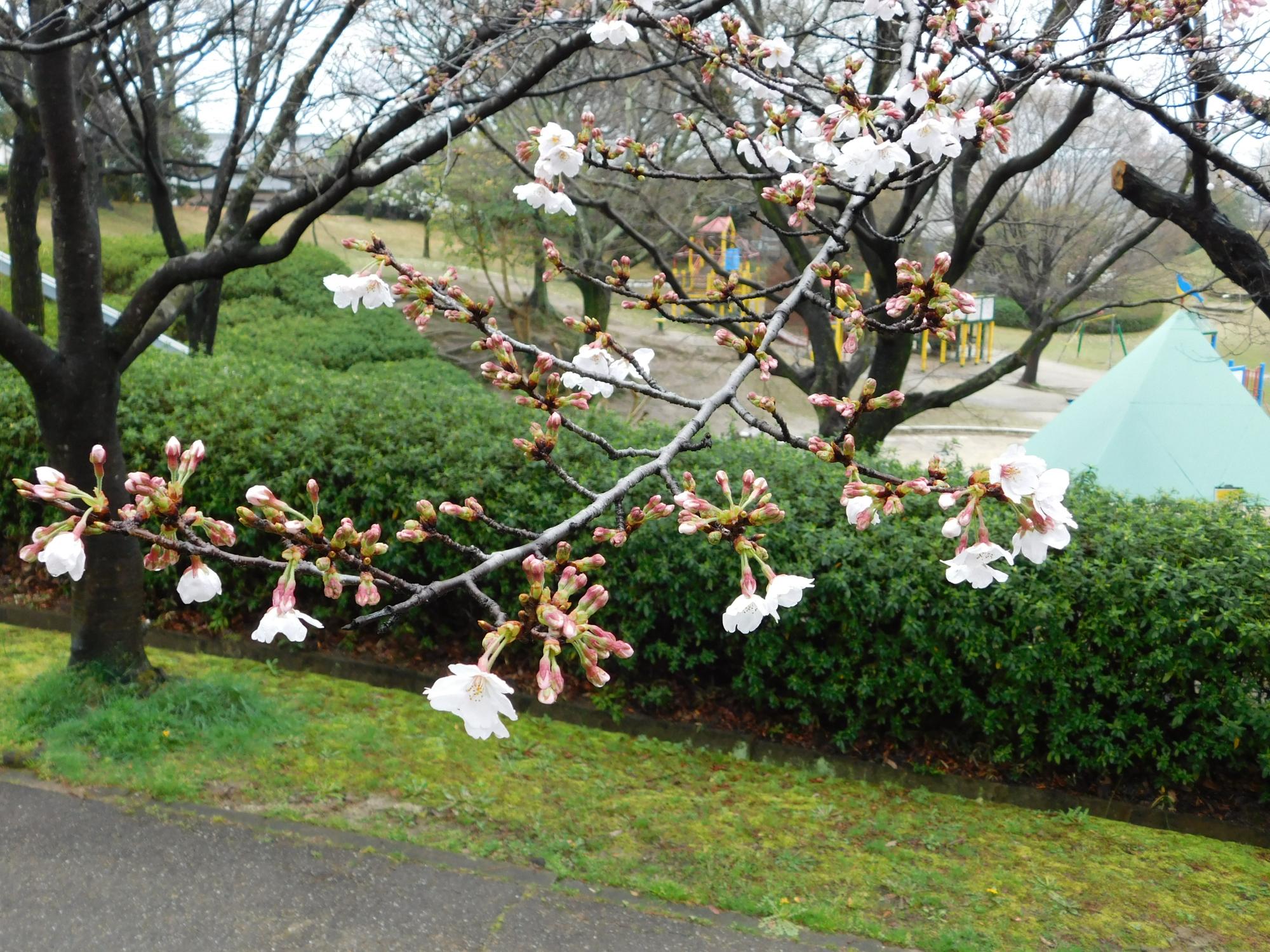 ソメイヨシノの開花状況です。暖かい気候から一日一日と開花が進んでいます。