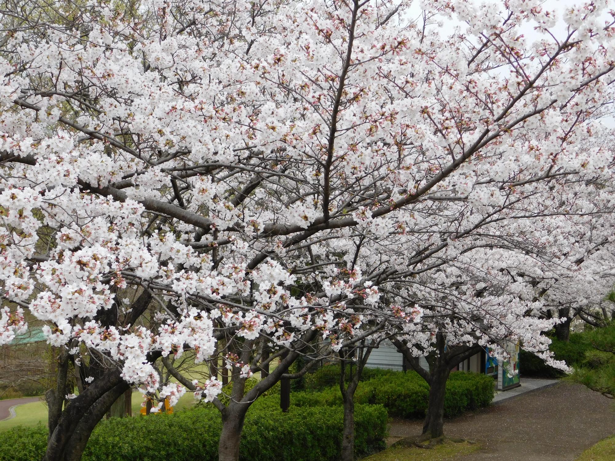 園内のソメイヨシノが満開の見頃となっています。東出入口から園内に入る沿道は、桜の花のトンネルのようにきれいです。