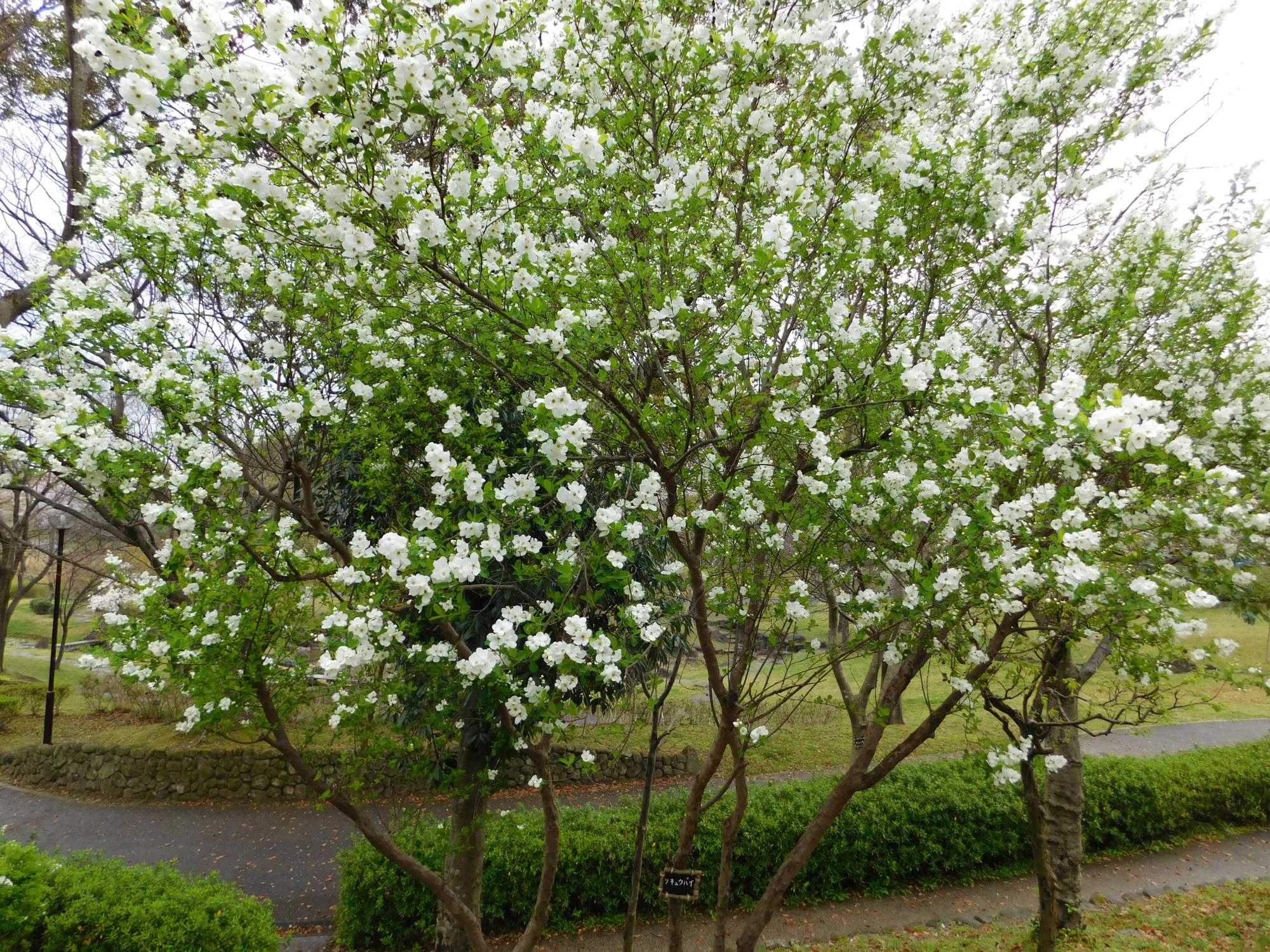 待合小屋付近の沿道沿いのリキュウバイ(利休梅)の白い花がきれいです。