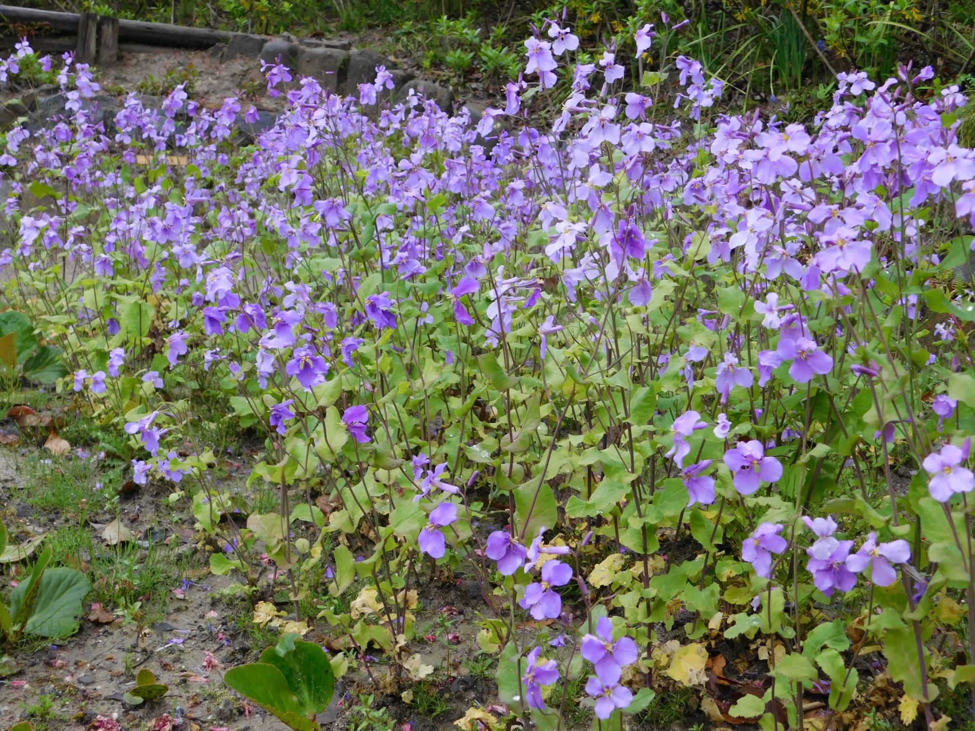 薬草園の右側階段付近のムラサキハナナです。草丈は40～60cm程で、紫色のかわいらしい花です。