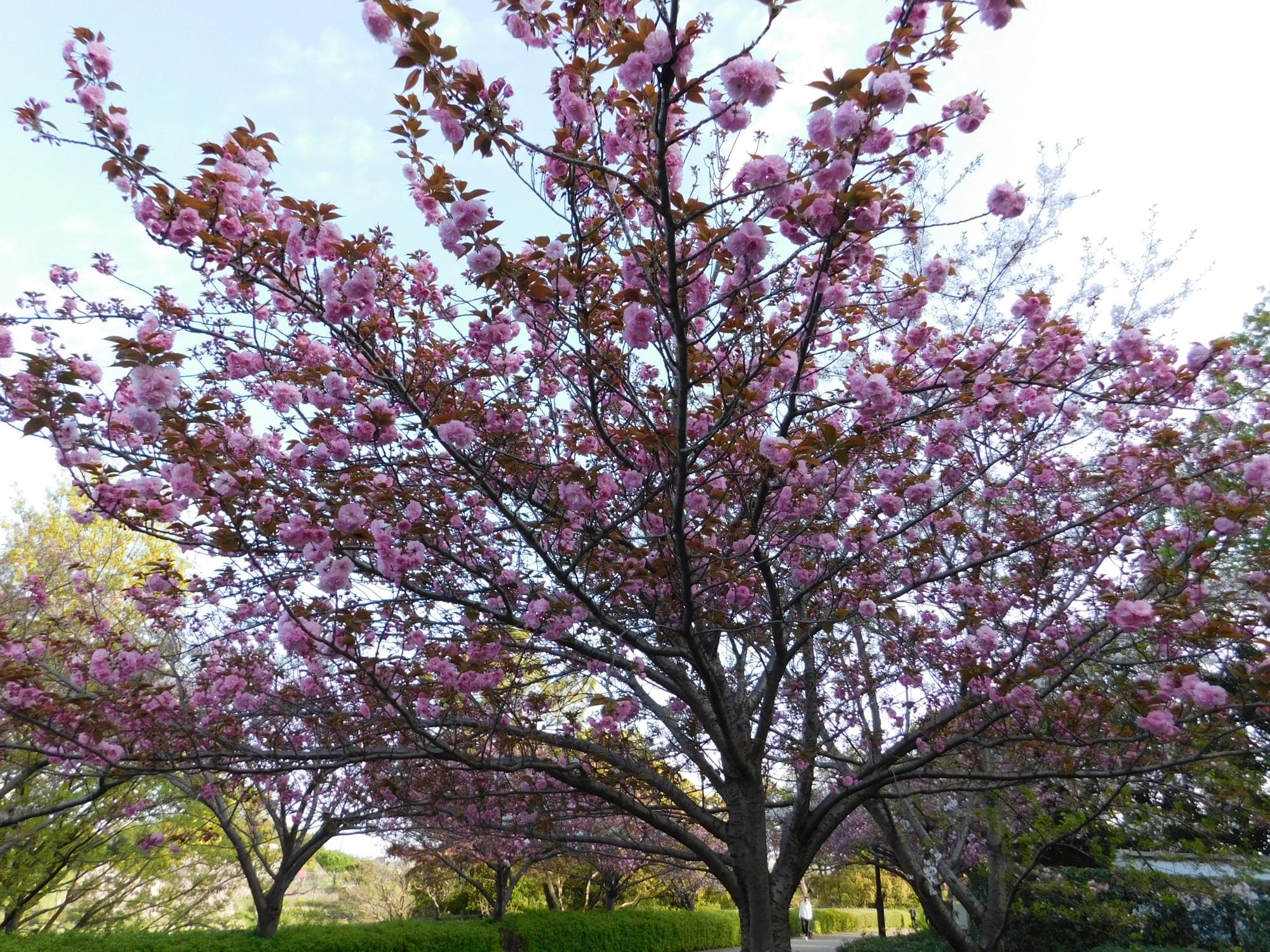 沿道沿いのヤエザクラの花が見頃となっていて、桜並木がきれいです。