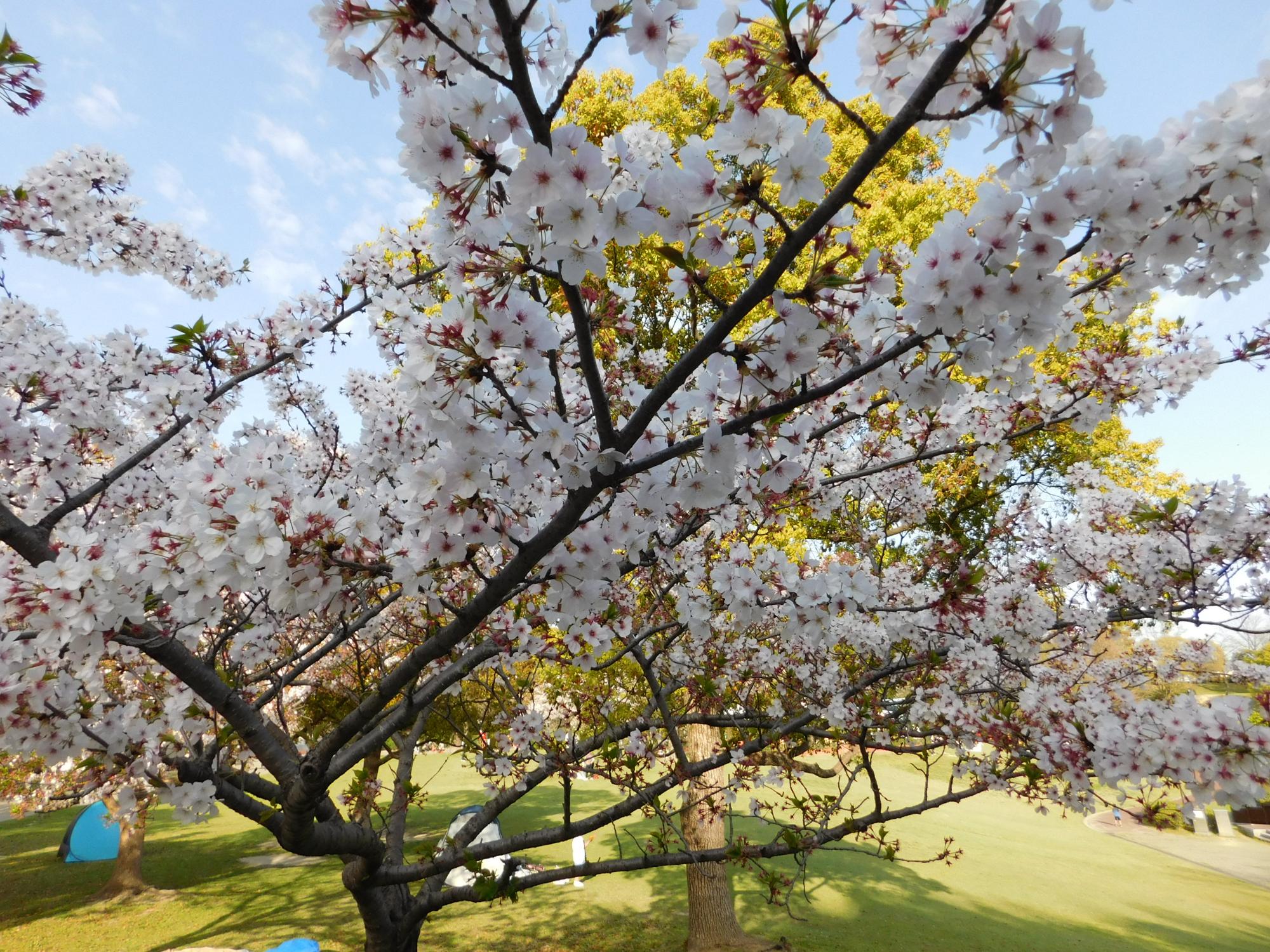園内のソメイヨシノも花びらが散り始めましたが、まだきれいです。