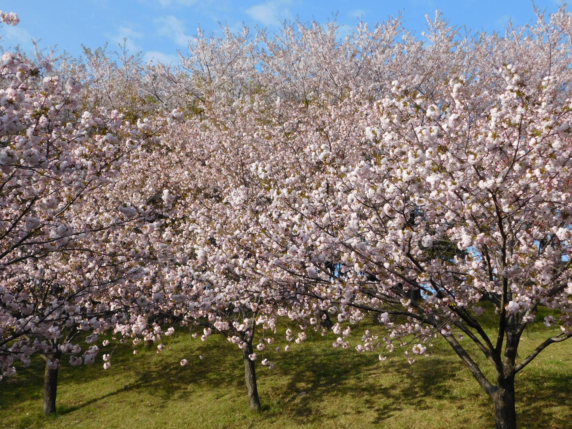 公園内のヤエザクラが見頃となっています。写真は、桜見の丘付近から見た景色ですが、手前と斜面にヤエザクラ、後方にソメイヨシノの花が、重なって見えて圧巻です。