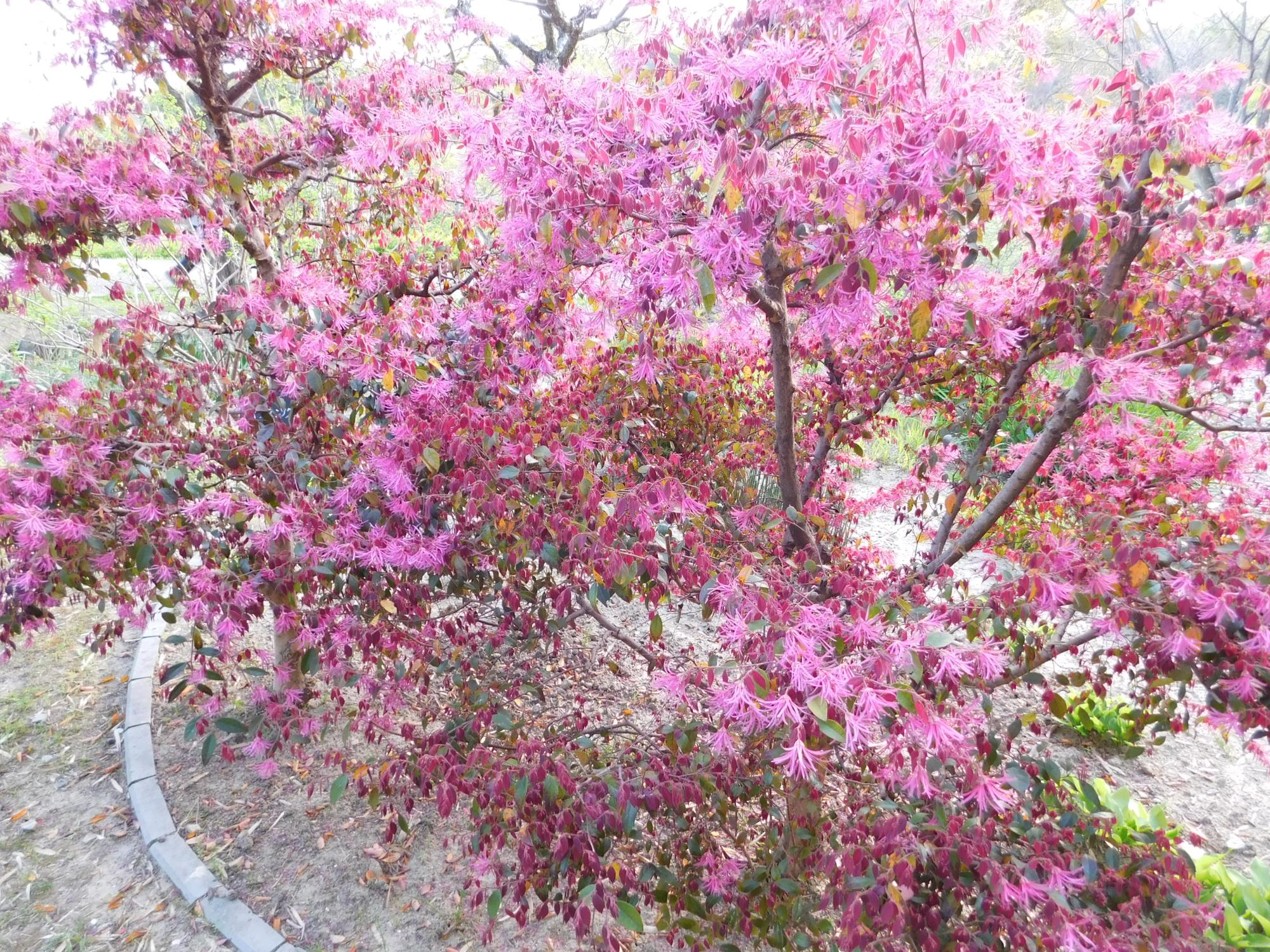待合小屋付近のトキワマンサクです。枝先に花が咲くため赤い色がひときわ目立ちます。