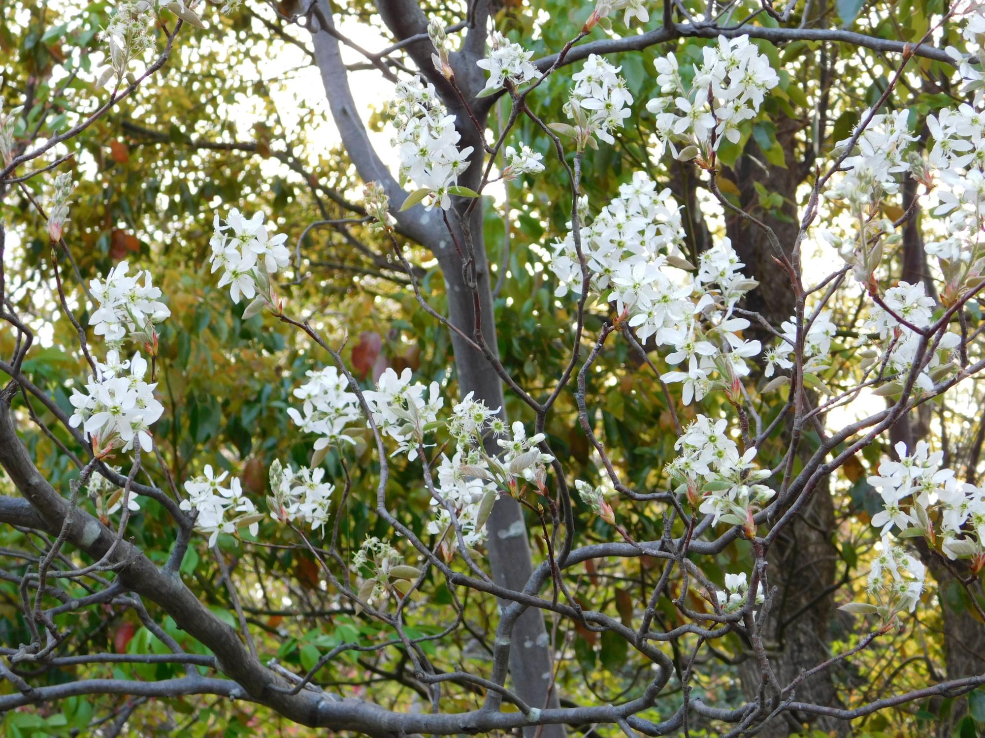 オニバス池付近のジューンベリーの白い花です。