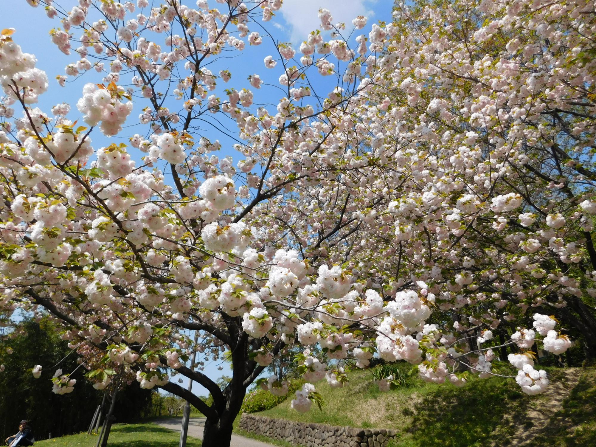 桜見の丘ではヤエザクラが満開できれいです。今年は、桜の開花も例年より早い状況から、沿道沿いのヤエザクラでは葉が出てきているというところです。