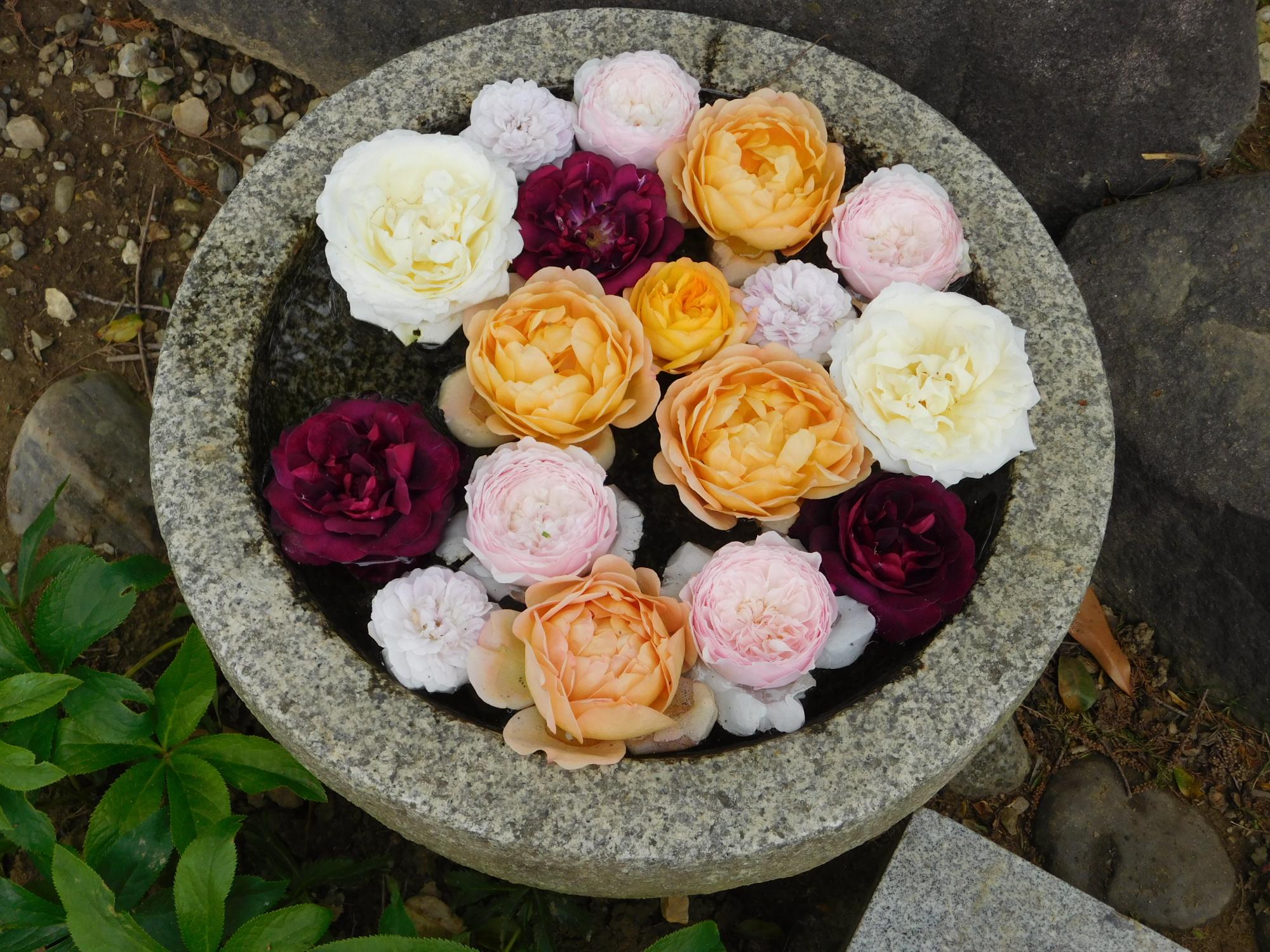 手水鉢に浮かぶバラの花