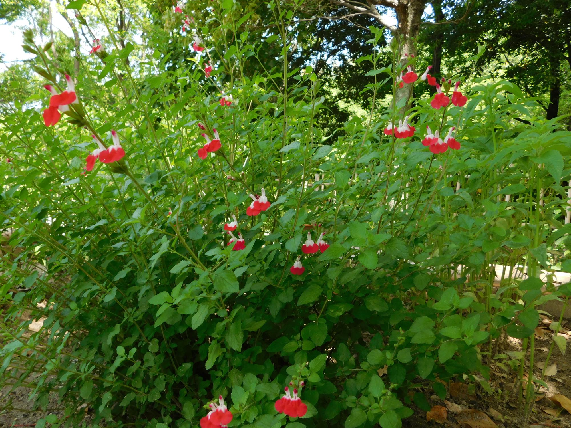 東屋の前にある「セージ園」の中で見つけたチェリーセージのかわいい花です。セージは、ハーブの一種です。