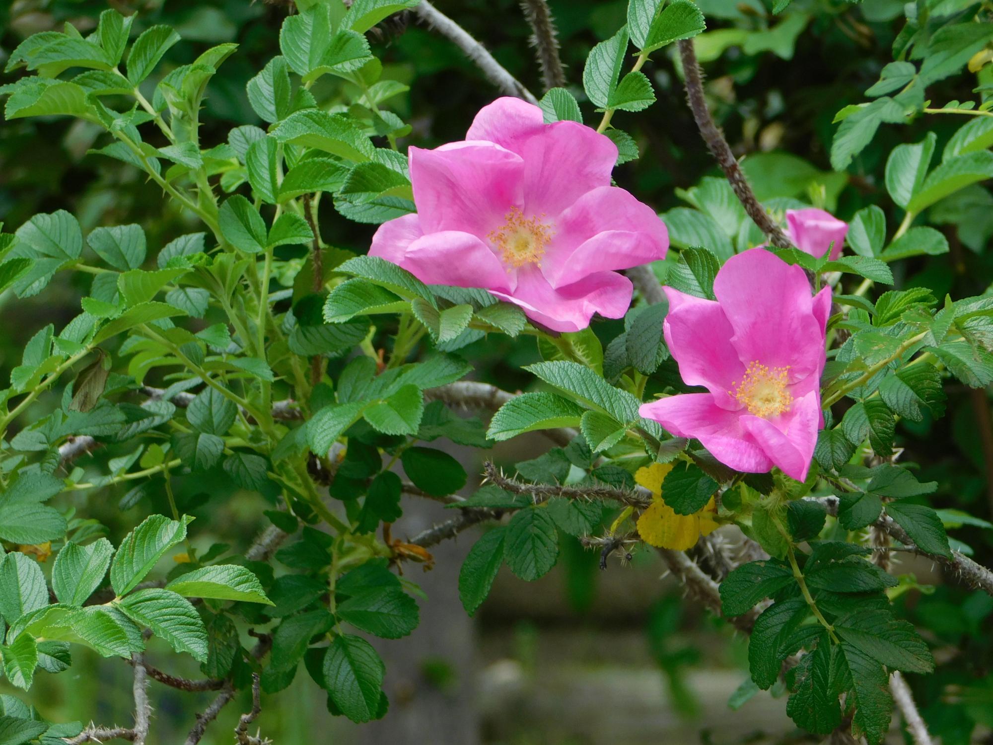 薬草園のスイレンの池近くに咲いていたバラ科のハマナスの花です。