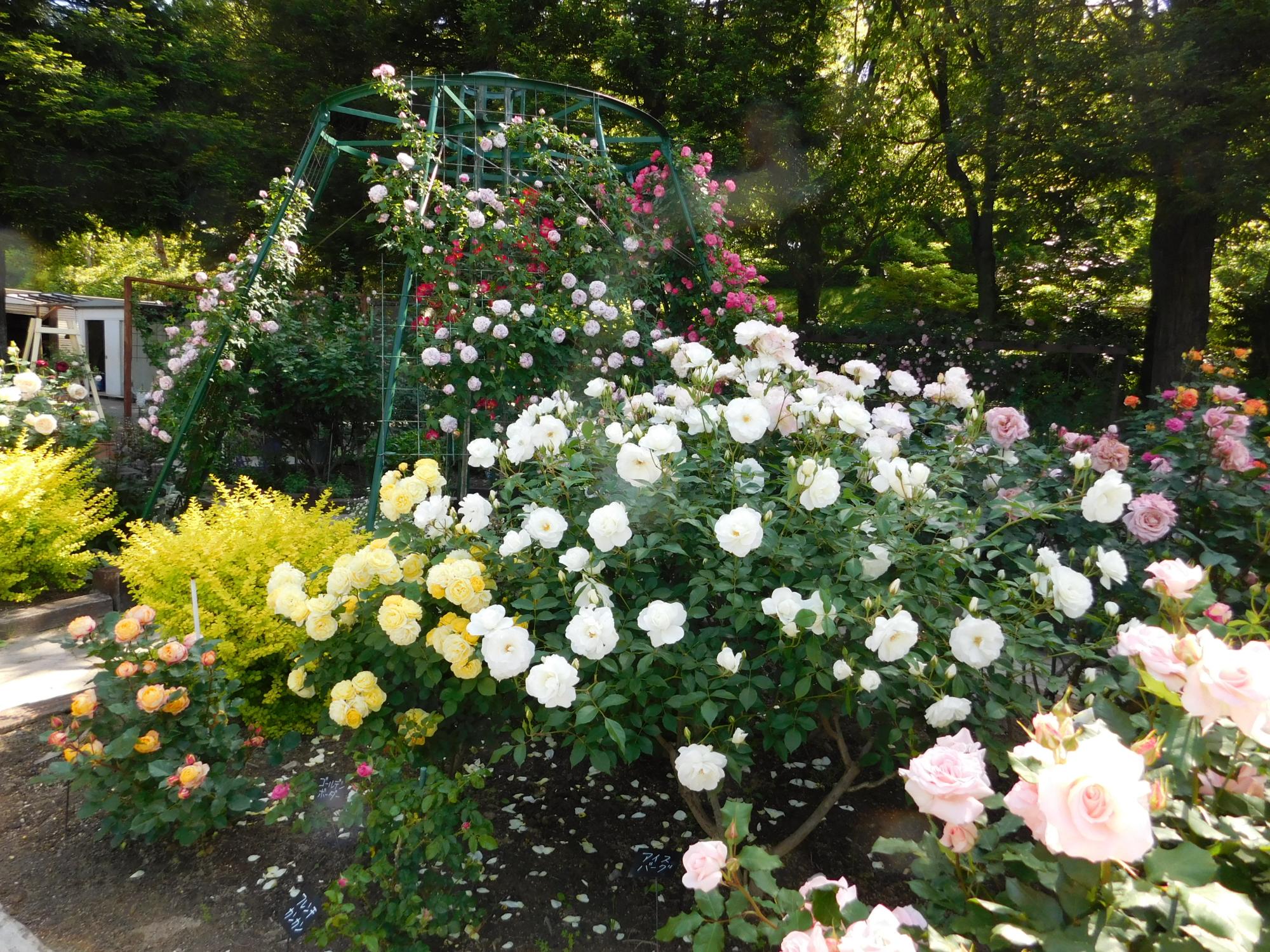 このはな館周りにあるバラ園では、バラの花が満開になっています。好みのバラを探してみてはいかがでしょうか。