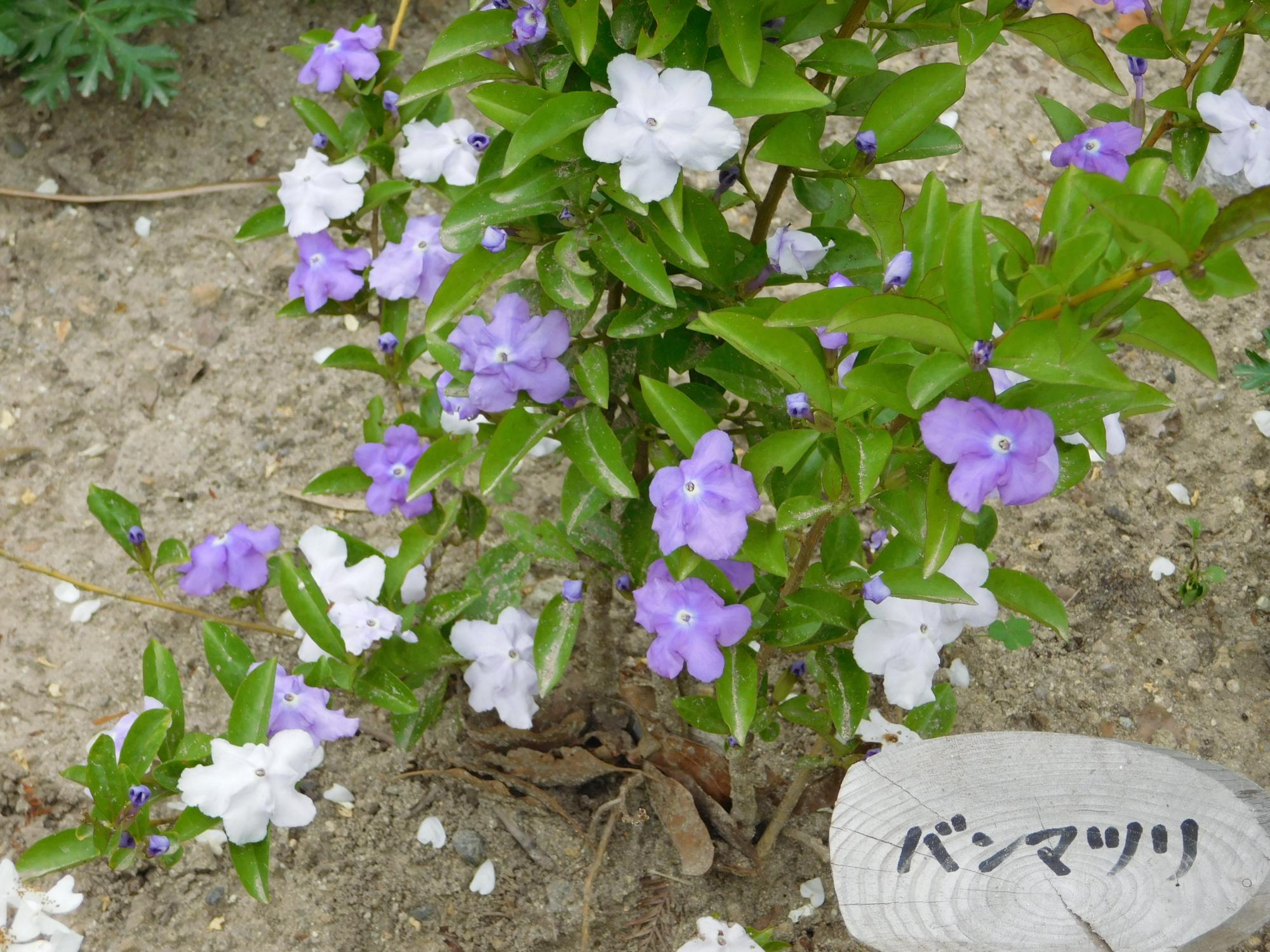 薬草園の南角の沿道沿いにバンマツリの花が咲いています。バンマツリの花は、紫から白へ花色が変化します。