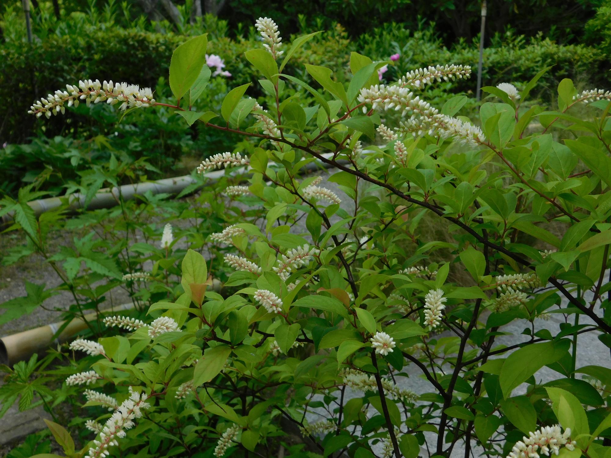 コバノズイナ(東屋横、枝先にブラシ状の花序を出し、小さな花をたくさん咲かせます)