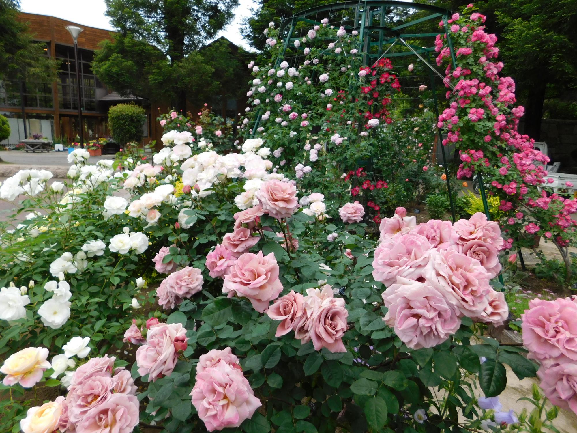 このはな館周辺では、バラの花が見頃になって大変きれいです。昨年よりバラの花も大幅に増えました。写真は南側のバラ園です。