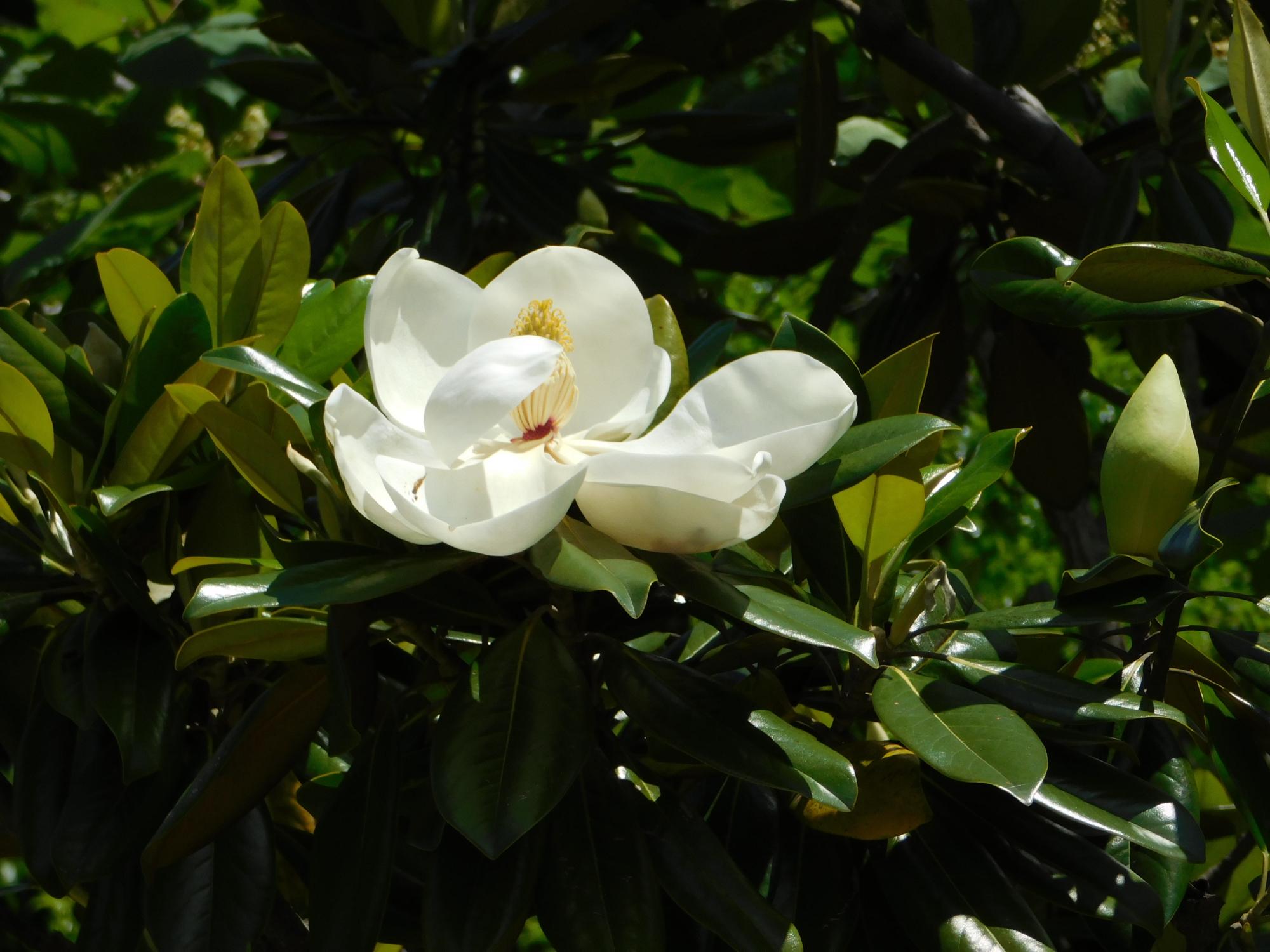 このはな館北側の薬草園の角にあるタイサンボクの白い花です。直径20cm程もある大輪の花です。