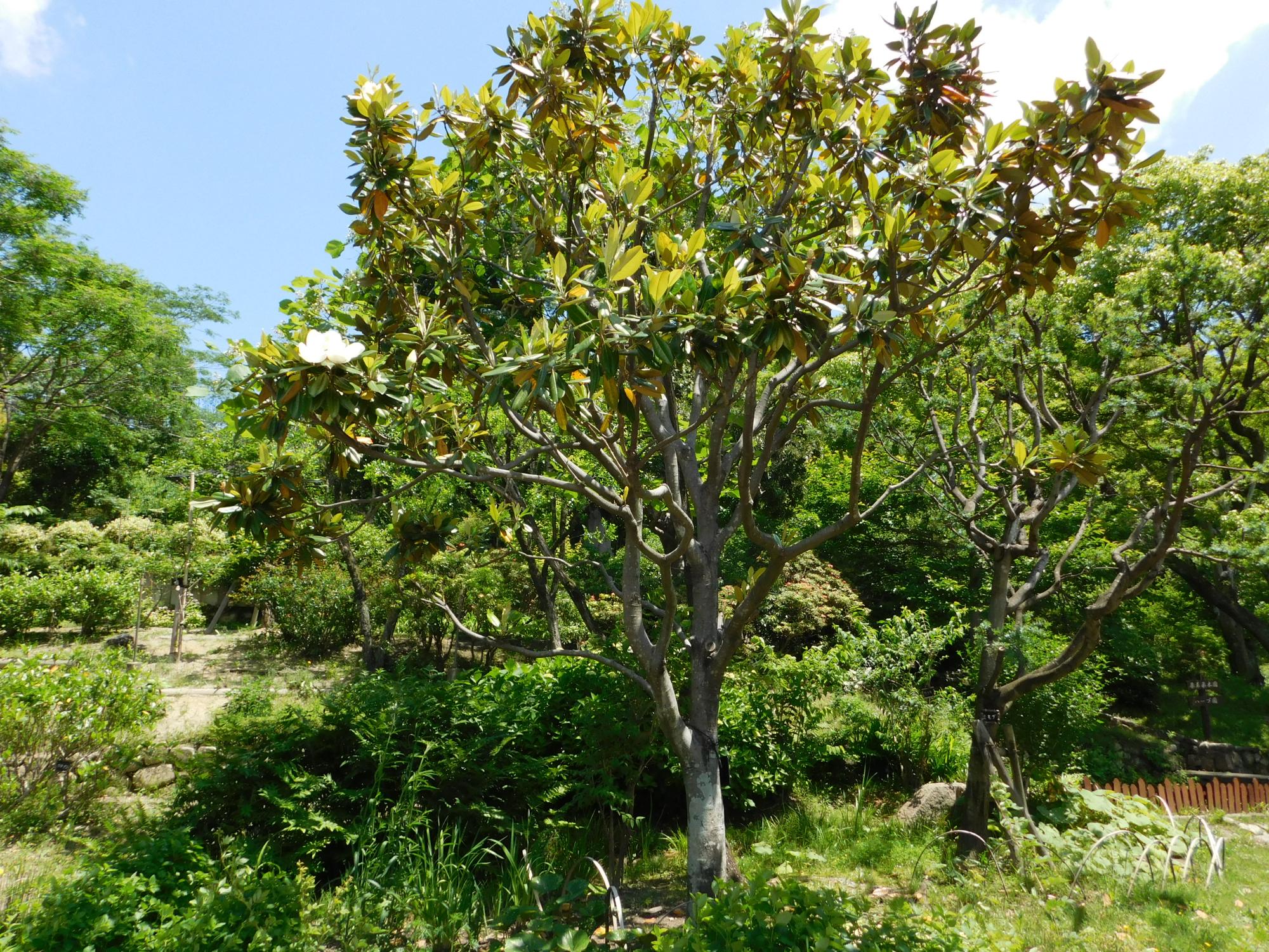 左の写真のタイサンボクの木の全景です。