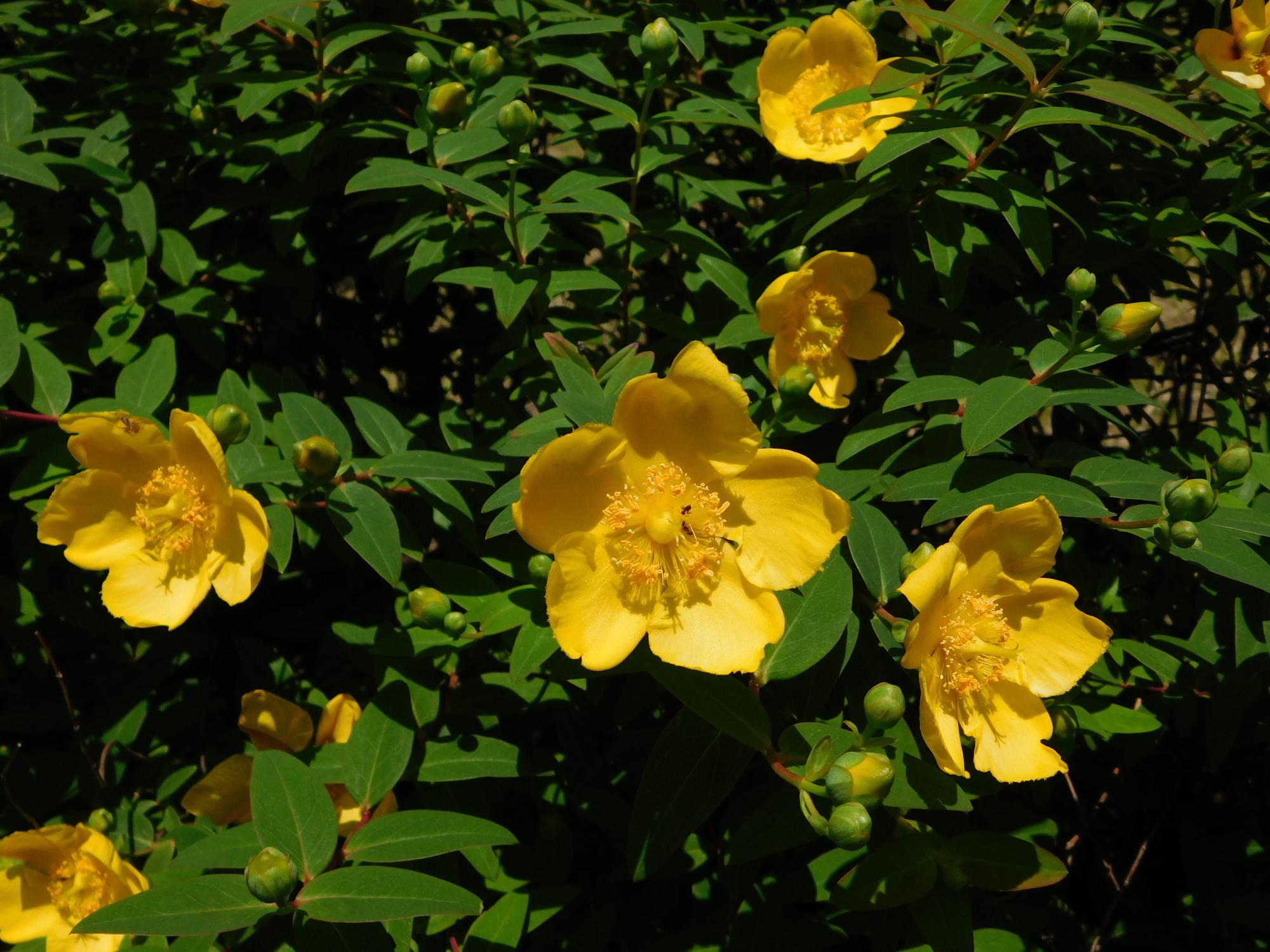 公園の沿道沿いの各所でキンシバイの黄色い花が見られます。まだつぼみの状態が多いので、花の見頃はこれからというところです。